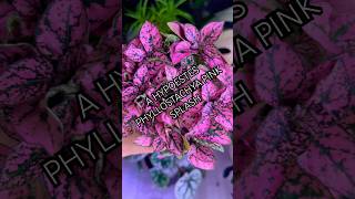 HYPOESTES PHYLLOSTACHYA PINK SPLASH plantbeauty plantcommunity plantlover pov plantmom plants [upl. by Notgnirrac]