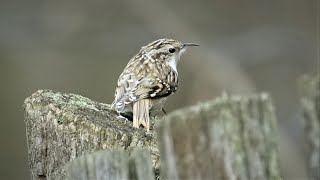 Šoupálek krátkoprstý Certhia brachydactyla Shorttoed treecreeper Короткопалая пищуха [upl. by Isidore]