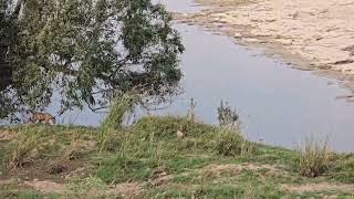 tiger cubs playing on the bank of river karnavati tiger ken river pannatigerreserve [upl. by Martsen397]