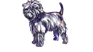 How to draw Affenpinscher dog [upl. by Gnov685]