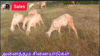 மேச்சேரி சினையாடுகள் விற்பனைக்குMechery pregnant sheep salessheep sheepvideos sheepfarming [upl. by Zerlina]