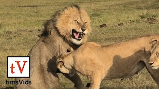 Four Lionesses Defend Their Cubs from Male Lion  Masai Mara Kenya [upl. by Francie]