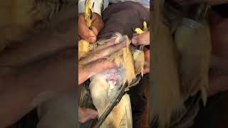 falcon insemination [upl. by Koran]