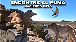 Solo Por Las Montañas Nos Encontramos Con El Puma Haciendole Esto A Los Animales [upl. by Lamoree277]