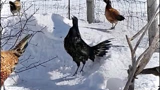 Pheasant x Chicken Hybrid Rooster Crowing [upl. by Jonell]