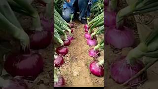 great onions harvest from nature land working skills shots fypシ farming foryou agriculture [upl. by Ardnek310]