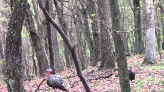 Spring Turkey Hunt 2016 first turkey [upl. by Parsifal]