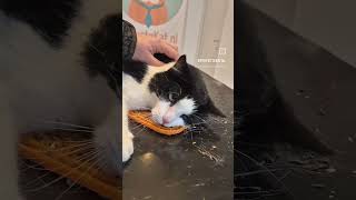 Valeriaan én kattenkruid kattentrimmen perfectekat kattentrimsalon shortvideo [upl. by Ettennal]