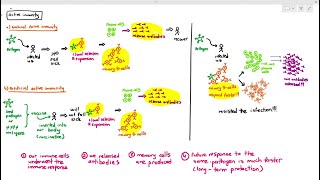 119 Active Immunity Cambridge AS A Level Biology 9700 [upl. by Llerat]