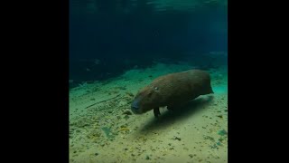 Capivara mergulha no rio Olho Dágua  Recanto Ecológico Rio da Prata Jardim  MS [upl. by Wampler]