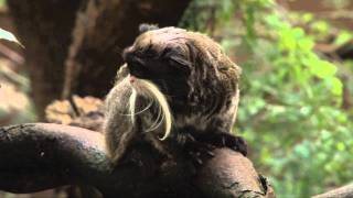 ZSL London Zoo  Movember  Animals [upl. by Bodrogi]