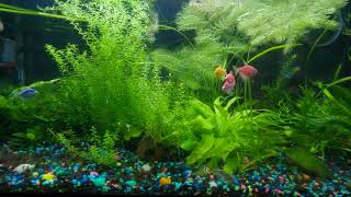 Glo Fish  Mollies  Guppies  Neon Tetras  Julii Cory Cat Planted Fish Tank [upl. by Xed]