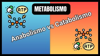 Metabolismo Anabolismo y Catabolismo ¡Explicación sencilla [upl. by Sirac]