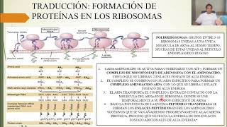 FISIOLOGÍA SÍNTESIS PROTEICA LAS FUNCIONES DE LA CÉLULA y LA REPRODUCCIÓN CELULAR [upl. by Selway]