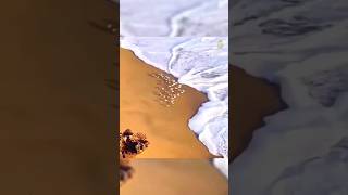 The piping plover bird that nests and feeds along coastal sand and gravel beaches in North America [upl. by Anirbak]