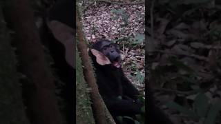 Chimpanzee Making Sounds Before Charging Annoying Human  Sounds of Chimpanzee Chimps Sound [upl. by Allicerp495]