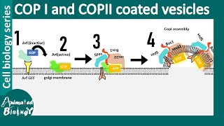 COP II and COP I vesicle mediated vesicle transport between ER and Golgi [upl. by Edrahs163]