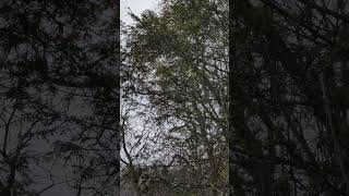 Trees blocking my Stratotanker usaf usa military planes planesspotting gas music [upl. by Betty]