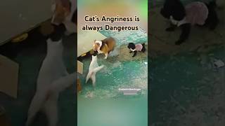 Cats Angriness is Dangerous shorts short shortvideo trending funny cat viralvideo animals [upl. by Fleck]