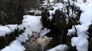 Primout en invierno El Bierzo [upl. by Hibben]