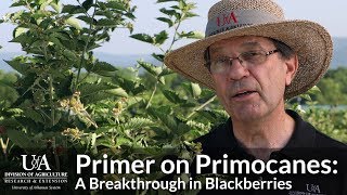 Primer on Primocanes A Breakthrough in Blackberries [upl. by Bunde876]