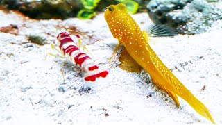 Yellow Watchman Goby and Candy Stripe Pistol Shrimp Pair [upl. by Mihe]