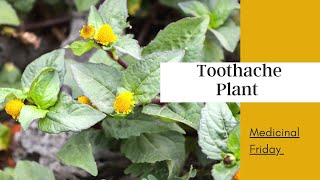 Medicinal Friday  The Toothache Plant Buzz Buttons Benefits How To Care For It How To Use It [upl. by Htrap]