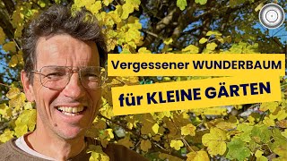 ESSBARER HAUSBAUM für kleinere Gärten RAUPENFUTTERPFLANZE  Acer campestre – Heimischer Feldahorn [upl. by Kissie]