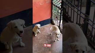 Lebra 76 day lebradog puppy lunamax trending shorts youtubeshorts youtube tiktok fyp [upl. by Kcirderf871]