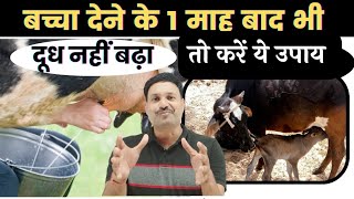 गाय का दूध बढ़ाने के उपाय 👉🏻गज़ब का COMBINATION 👌🏽cow ka milk badhane ka tarika [upl. by Thornton]