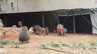 A feeding time of hamadryas baboons [upl. by Yetac322]