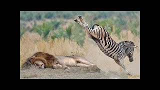 POWERFUL KICK OF ZEBRA TO LIONESS TO DEFEND ANOTHER ZEBRA [upl. by Casady]