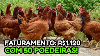 100 GALINHAS POEDEIRAS GERAM QUANTO DE LUCRO💰 Forma certa de começar [upl. by Xanthus]