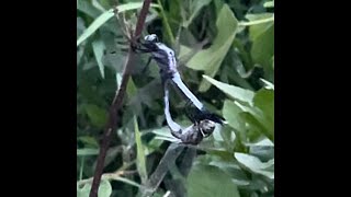 2024年8月6日 3 two dragonflies mating and seperate 交尾  トンボ잠자리 [upl. by Ylatan]