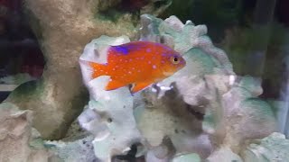 Rare Garibaldi Damsel at Exotic Aquatics in Boulder Colorado [upl. by Knudson122]