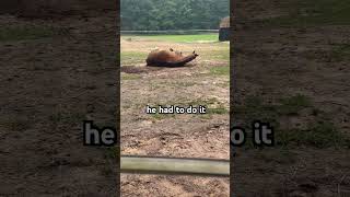 Mud baths over bubble baths🐴 horses [upl. by Haroved106]