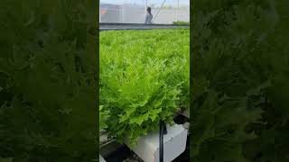 Growing beautiful Frisée hydroponics lettuce in a tropical greenhouse in the Philippines [upl. by Downes]