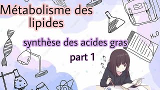 Métabolisme des lipides  lipogenèse synthèse des acides gras part 1 [upl. by Bevan]