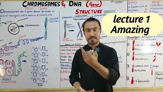 Chromosome amp DNAstructure function properties of chromosomes amp Number of chromosome full details [upl. by Hosfmann225]