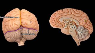 Cerebral Anatomy with simplified explanations of function [upl. by Reeve]