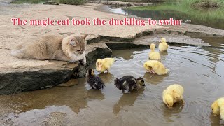 Wonderful animals The kitten actually led the duckling to swim in the riverSo cute and funny [upl. by Eilsil]