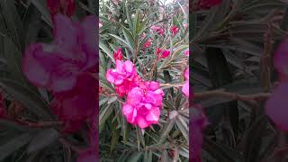 Nerium🌺🌸🌷Flowers🌱Plant  nerium oleander satisfying flowers 4k shorts nature natural short [upl. by Inait]