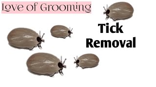 How to Properly Remove A Tick [upl. by Nylyrehc]