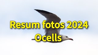 Resum fotos 2024 Ocells [upl. by Gregrory]