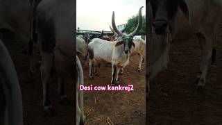 20 litre milk capacity kankrej cow Kutch kankrej breeding centre kunj cowfeed milkfed [upl. by Eerpud]