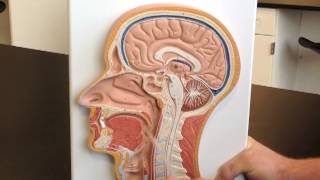 Respiratory System of Midsagittal Head Model [upl. by Kono]