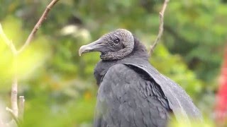 Chulo  Gallinazo  Black Vulture Coragyps atratus [upl. by Chui]