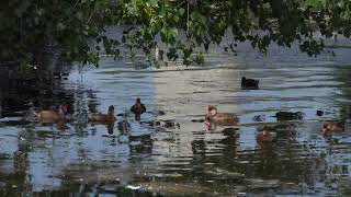 RedCrested Pochard drakes in eclipse [upl. by Ileray]