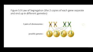 Grade 11 Biology Chapter 5 Mendels First Law Law of Segregation [upl. by Tioneb975]