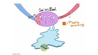 Colloid Osmotic Pressure [upl. by Oicnedif111]